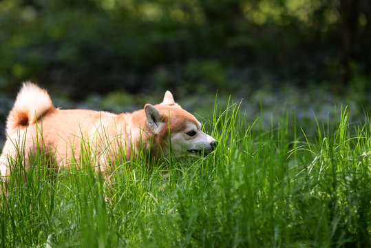 Japanease Dog Shiba Inu Eating Grass