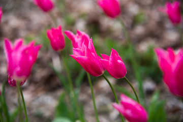 Close up on red tulipa