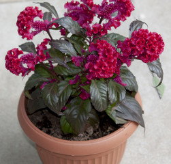 Flower Red Celosia