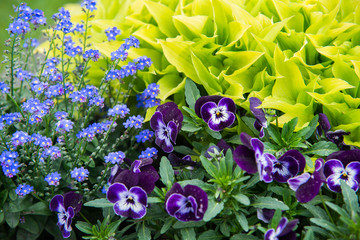 Close up on mix flowers in the garden