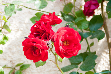 Red roses