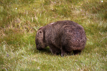 Wombats-Tasmanien