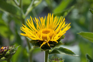 Yellow Flower