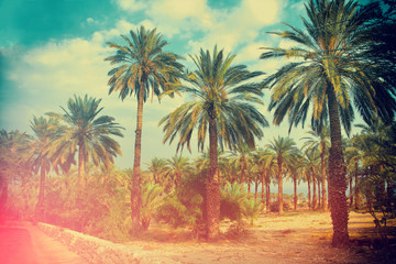 Une rangée de palmiers tropicaux contre le ciel coucher de soleil. Silhouette de palmiers profonds. Paysage de soirée tropique.
