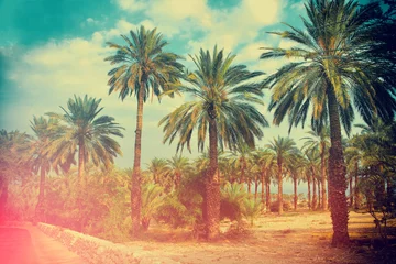 Photo sur Plexiglas Palmier Une rangée de palmiers tropicaux contre le ciel coucher de soleil. Silhouette de palmiers profonds. Paysage de soirée tropique.
