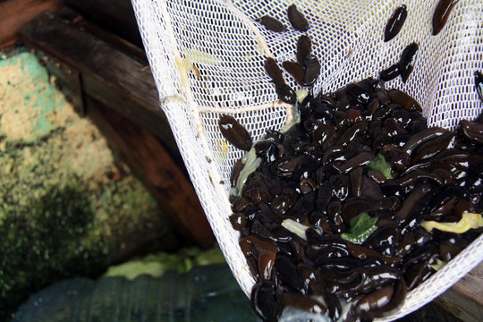 Leeches used for bait shown in net