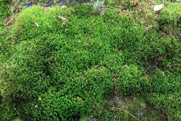 Lush green moss background texture