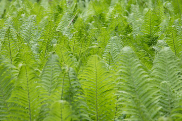 Young fern in the forest