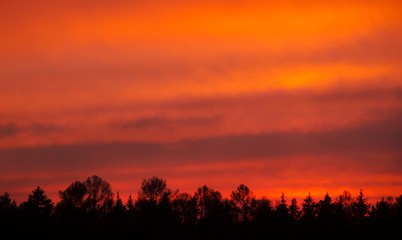 Sunset over the forest