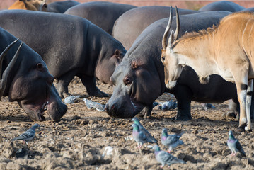 Morning Tour at Safari Ramat Gan
