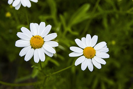 Daisy flowers, pictures of daisy flowers for lovers day, the most wonderful natural daisies for web design
