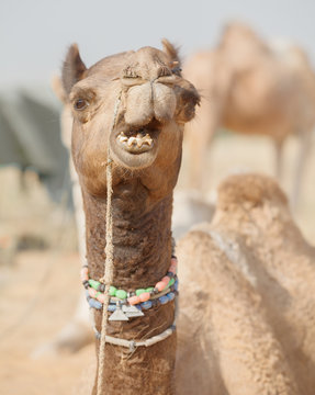 Camel at the fair. Close up of muzzle. India, Pushkar