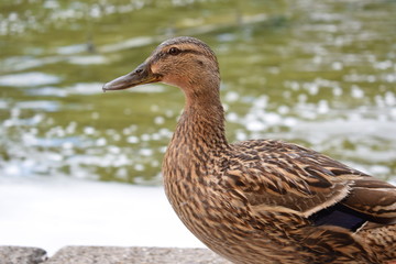 Fototapeta premium Ente