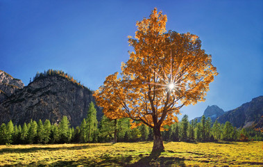 Herbstlicher Ahornbaum im Gegenlicht