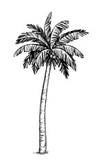 Fototapeta premium Coconut palm tree