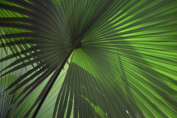 Palmenwedel in  der Sonne