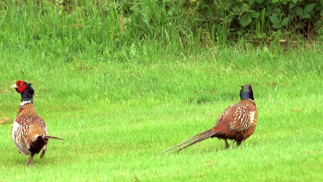 Two pheasants displaying in a field