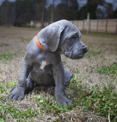 Fototapeta na wymiar Gray purebred Great Dane puppy
