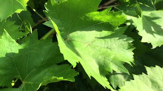 Weinpflanze im Wind mit Fliege, Natur