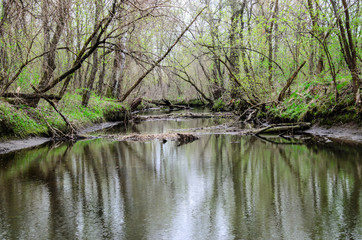 River in the forest