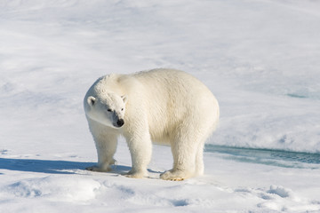 Fototapeta premium Polar bear on the pack ice