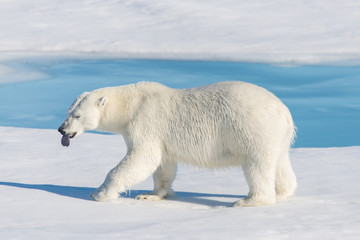 Naklejka na ściany i meble Polar bear on the pack ice