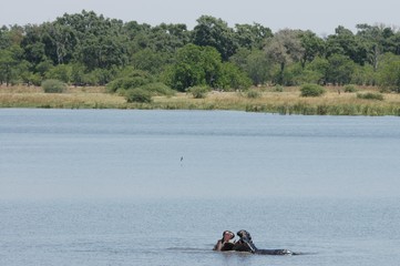 Hippopotamus in African Safari in Botsuana Moremi Game Reserve, Hippo