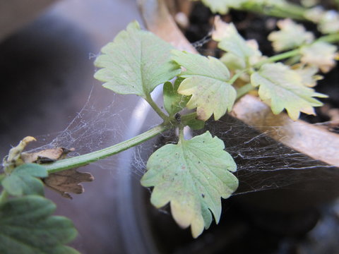 Spider Mites