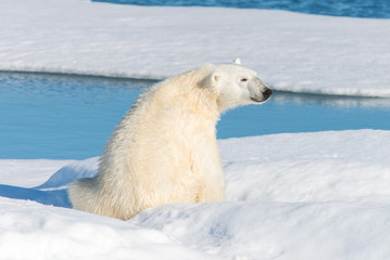 Fototapeta na wymiar Polar bear sitting
