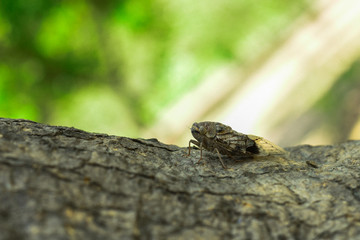 Large Moth