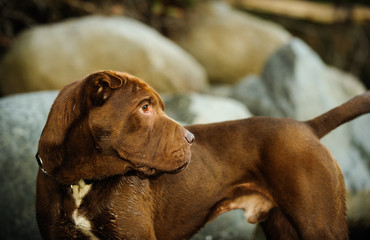 Chinese Shar Pei dog