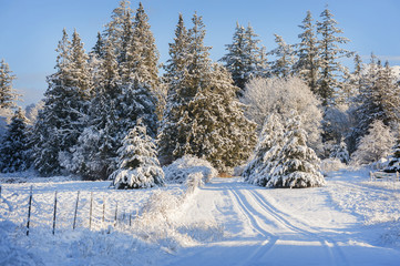 Beautiful Country Drive After a Snowstorm. Fresh powdery snow carpets the landscape after a recent snowstorm on an island in the Puget Sound area of the Pacific Northwest.