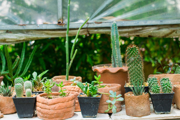 Planting small ornamental plants