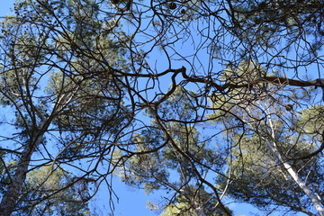 Textura Ramas