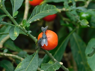 Small insects on the fruit