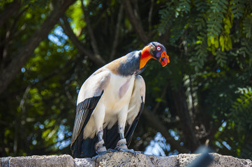 The king vulture in the park, Tenerife