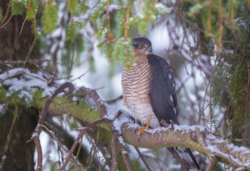 Eurasian sparrowhawk (Accipiter nisus)