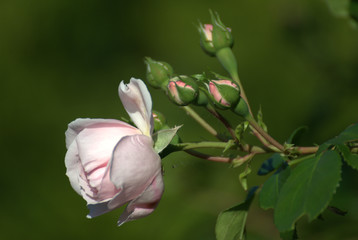 Beautiful pink roses with a dark background