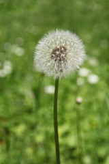 White Dandelion Flower