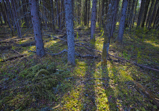 Fototapeta Green forest at dawn