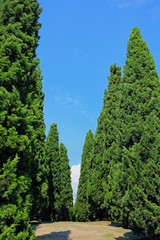 Obraz premium Pines in royal flora garden, Chiangmai