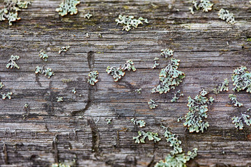 Rotten wood and lichen