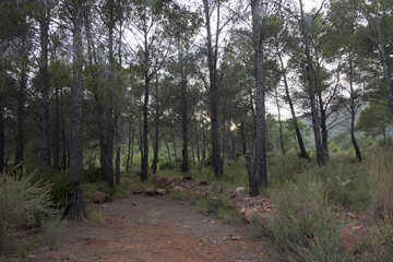Through the desert of the palms in castellon, spain