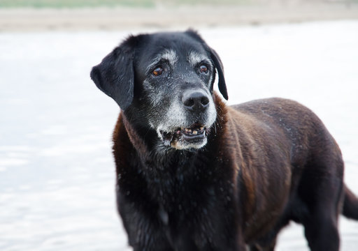 A very very old Labrador in front of a white background