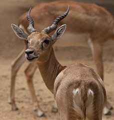 Beautiful antelope close up