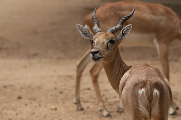 Beautiful antelope close up