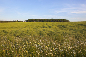 woodland copse and wildflowers