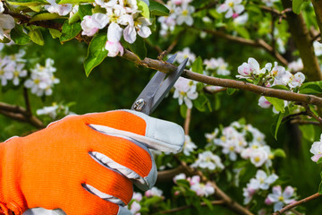 gardener's hand with  pruning scissors