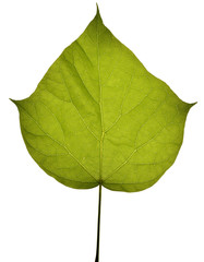 Catalpa bignonioides