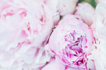 Fresh bunch of pink and white peonies